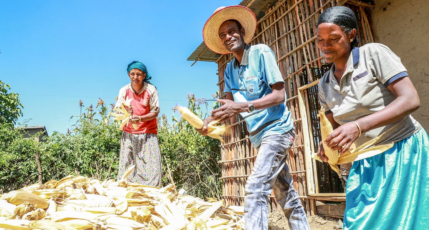 Usman Kadir and his family are growing maize and wheat varieties suitable for drought- and disease-affected areas in Ethiopia. Photo: A Habtamu, ILRI