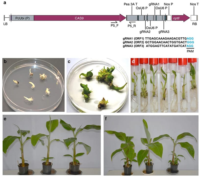 Regeneration of genome-edited events by delivering CRISPR/Cas9 construct through Agrobacterium-mediated transformation of cell suspension of Gonja Manjaya. (fig. from the paper)