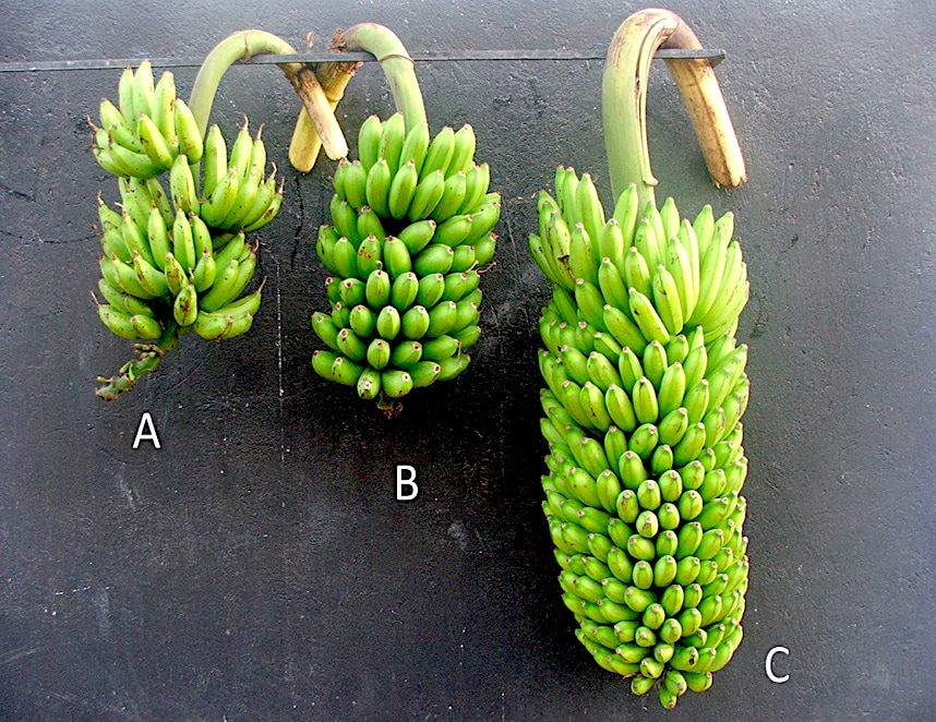 Progressive heterobeltiosis for bunch weight in bred ‘Matooke’ banana hybrids (NARITAs). A: ‘Entukura’ (3x female grandparent), B: ‘1438K-1’ (4x female parent) and C: ‘NARITA 17’ (3x hybrid)