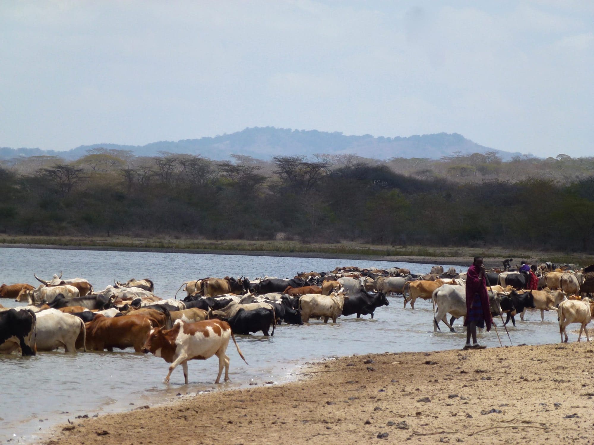 A Maasai pastoralist taking livestock to drink from the Olkitikiti Dam, in Olkitikiti village, Kiteto, Tanzania (photo credit: ILRI/Fiona Flintan)