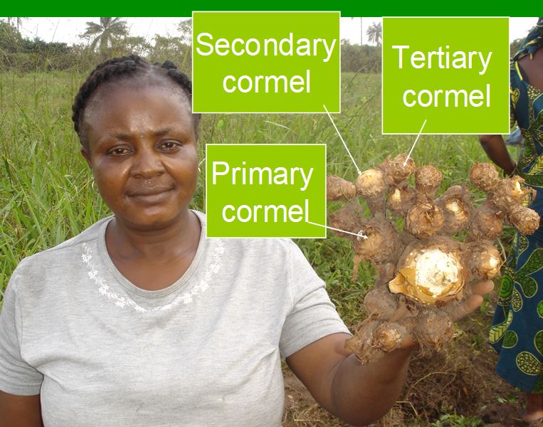 Undervalued and underutilized – cocoyam is ripe for development - CGIAR