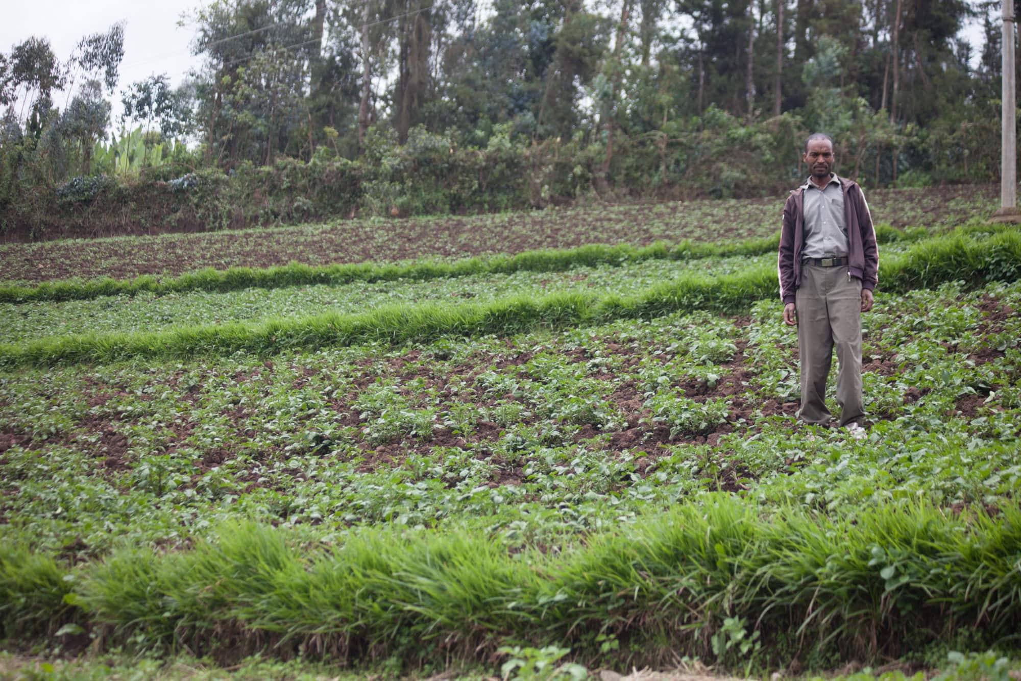 A field planted with Desho grass for feeding sheep, Doyogena, Ethiopia