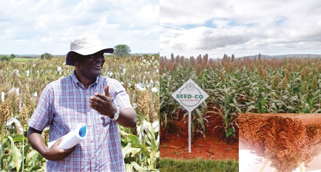 New sorghum hybrid with preferred market traits developed in partnership with Zimbabwean seed company