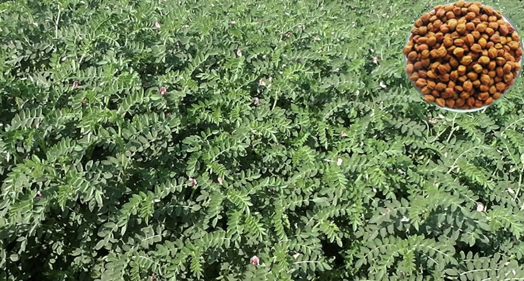 10 new chickpea varieties released in 2020 in collaboration with NARS