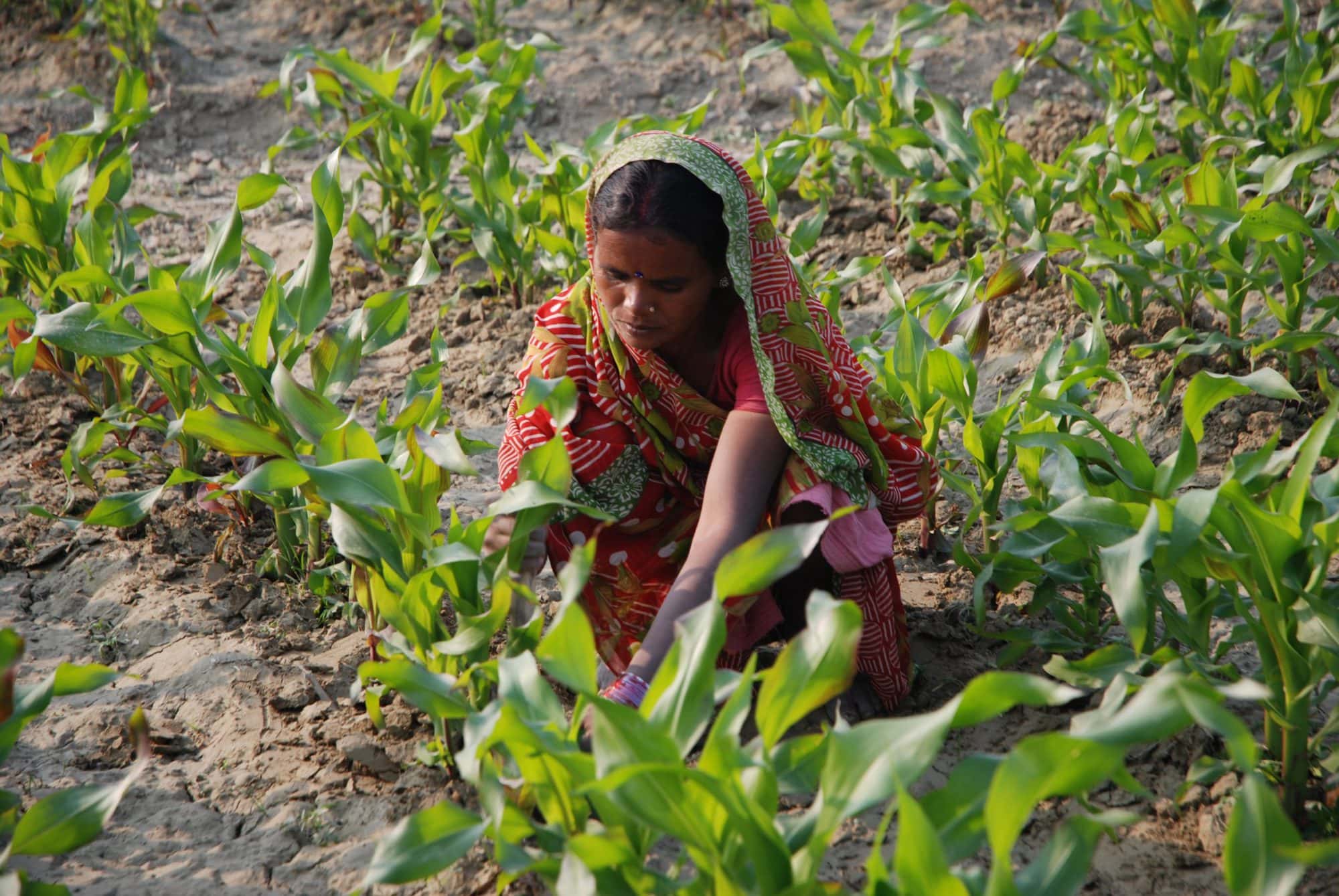 Zero tillage to reduce air pollution in India - CGIAR