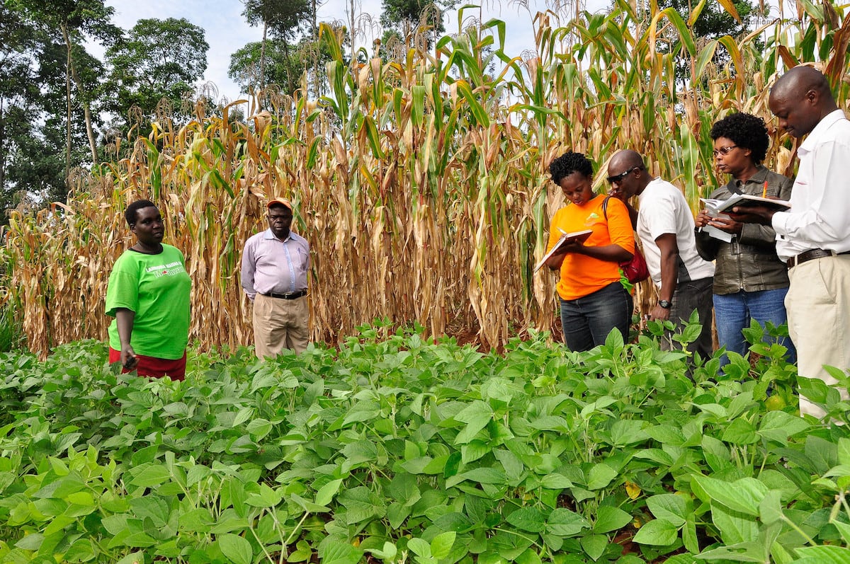 Credit: World Agroforestry