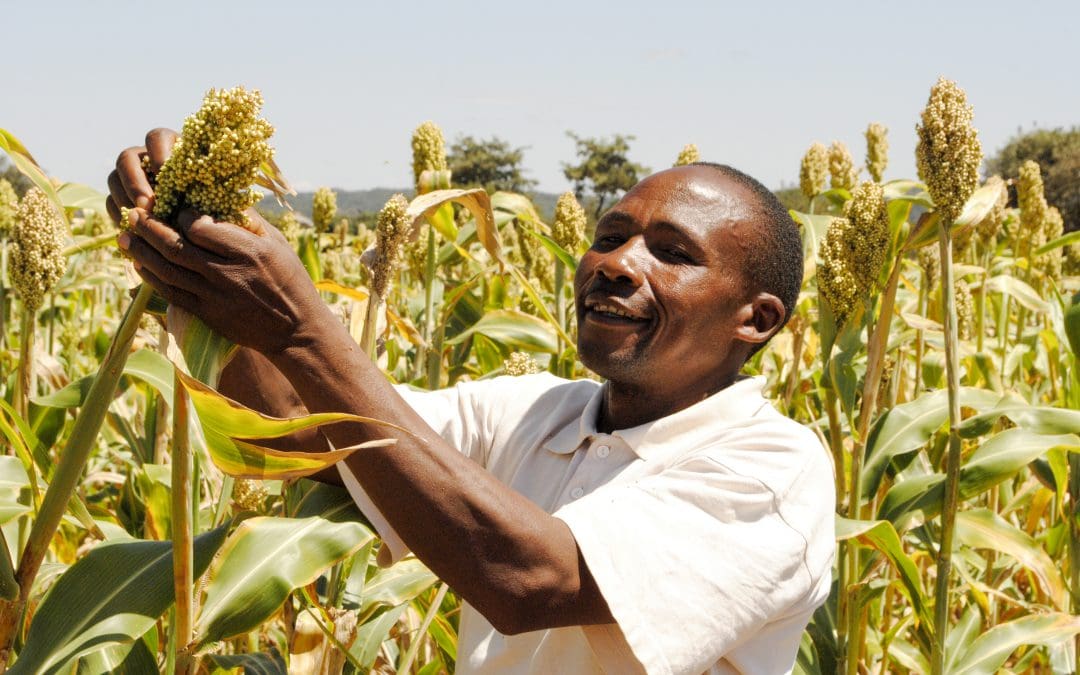 Towards sustainable seed systems in Eastern and Southern Africa