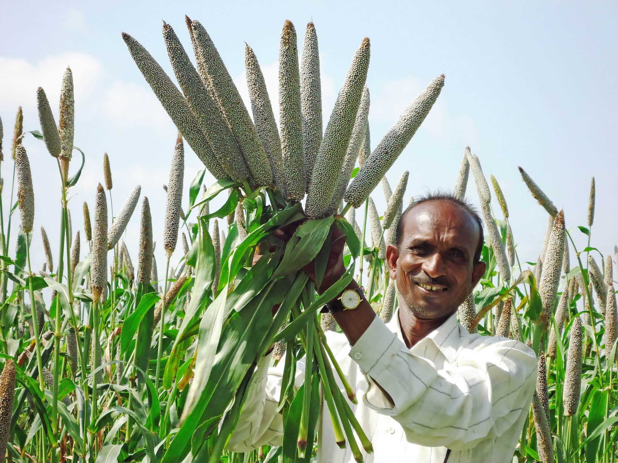 High-iron pearl millet for better health