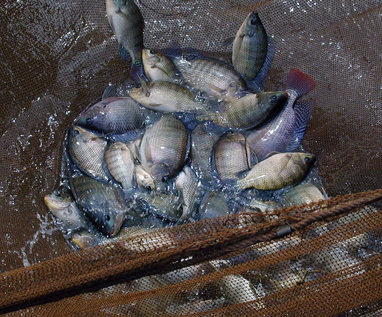 Genetically Improved Farmed Tilapia (GIFT)