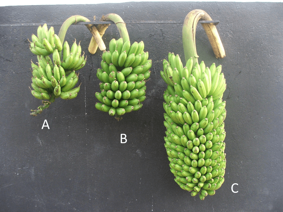 wild banana vs cultivated banana