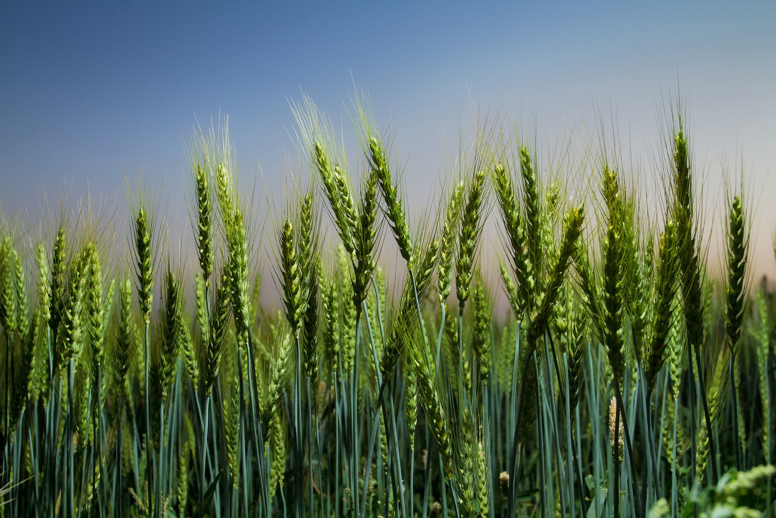 Level 10 Field of Wheat