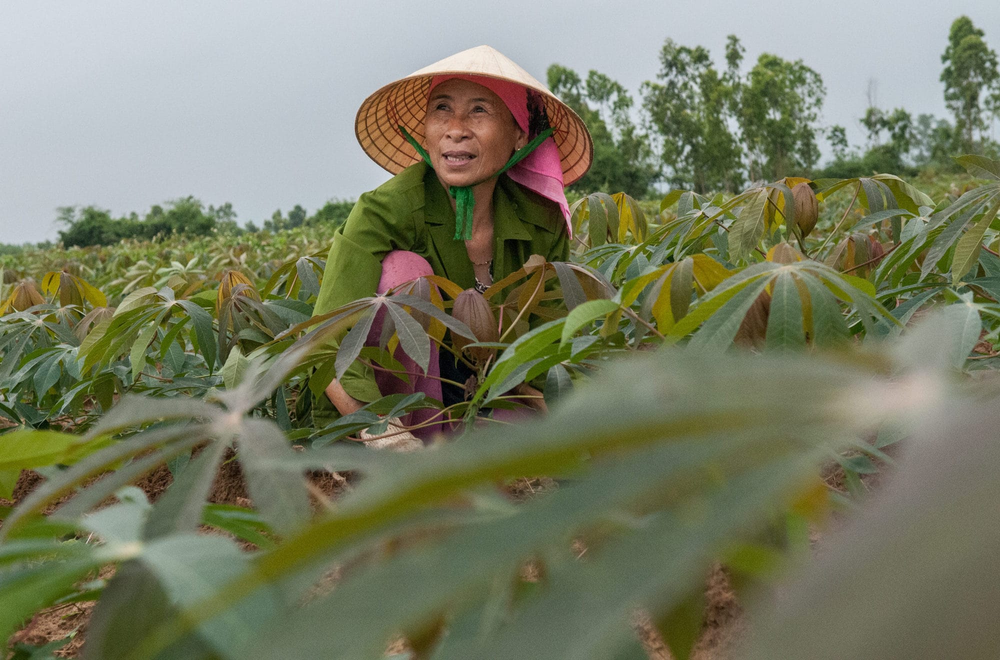 Cassava to support a multibillion-dollar industry