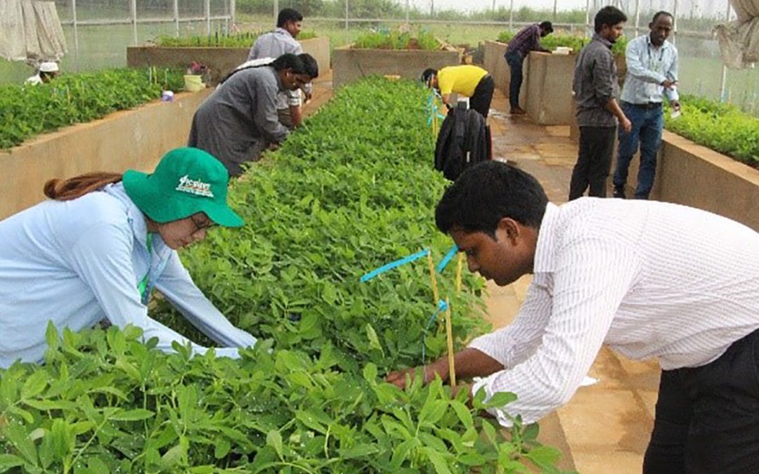 Establishing guidelines and engaging stakeholders to promote high-oleic peanut value chain in India