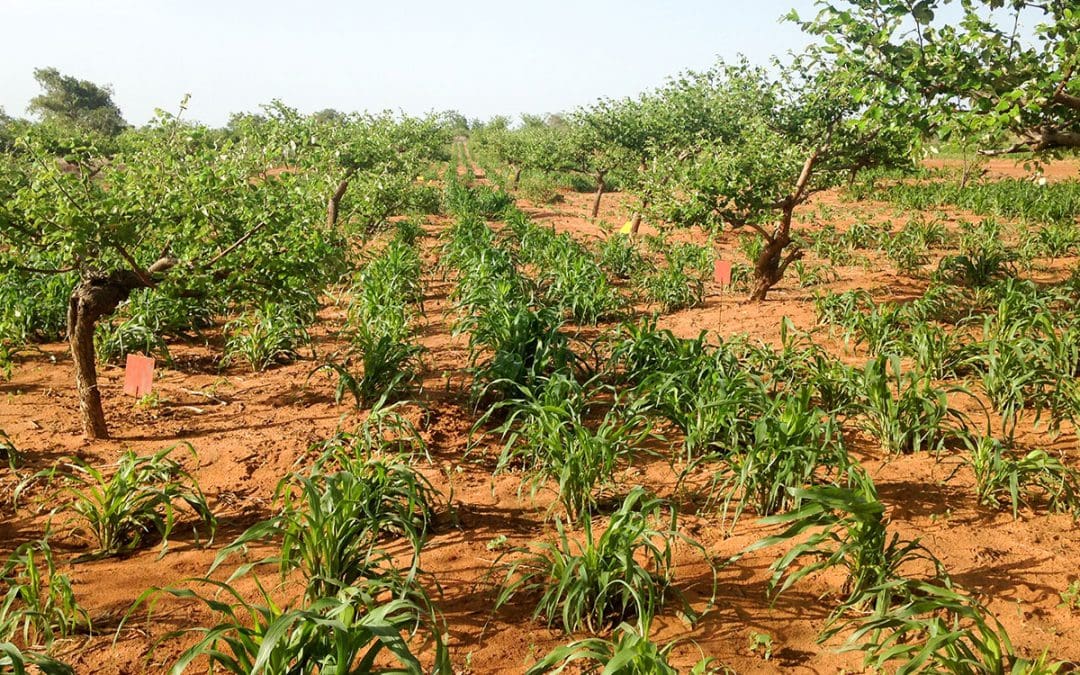 Towards sustainable seed systems in Eastern and Southern Africa