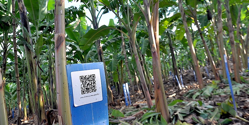 Barcoded trees in a banana breeding field.