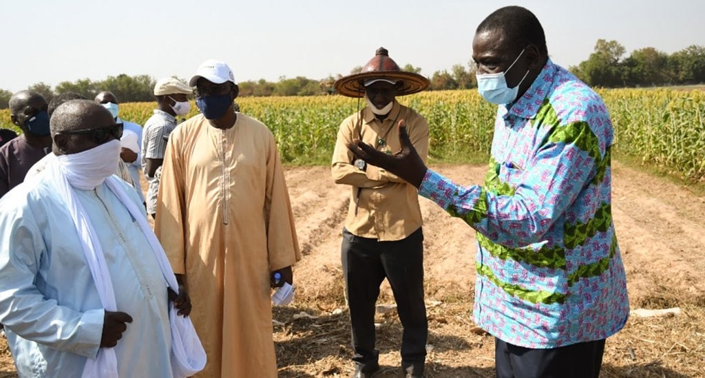 Mr Mohamed Ould Mahmoud (far left), Minister of Agriculture, Livestock and Fisheries with Dr Ramadjita Tabo (far right) during the visit to sorghum experiment plots. Photo: N Diakité, ICRISAT