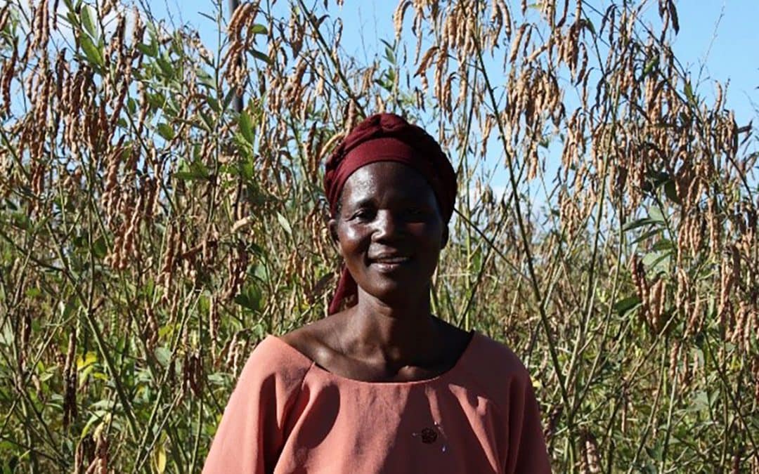 Climate-smart pigeonpea sparks phenomenal expansion across Malawi