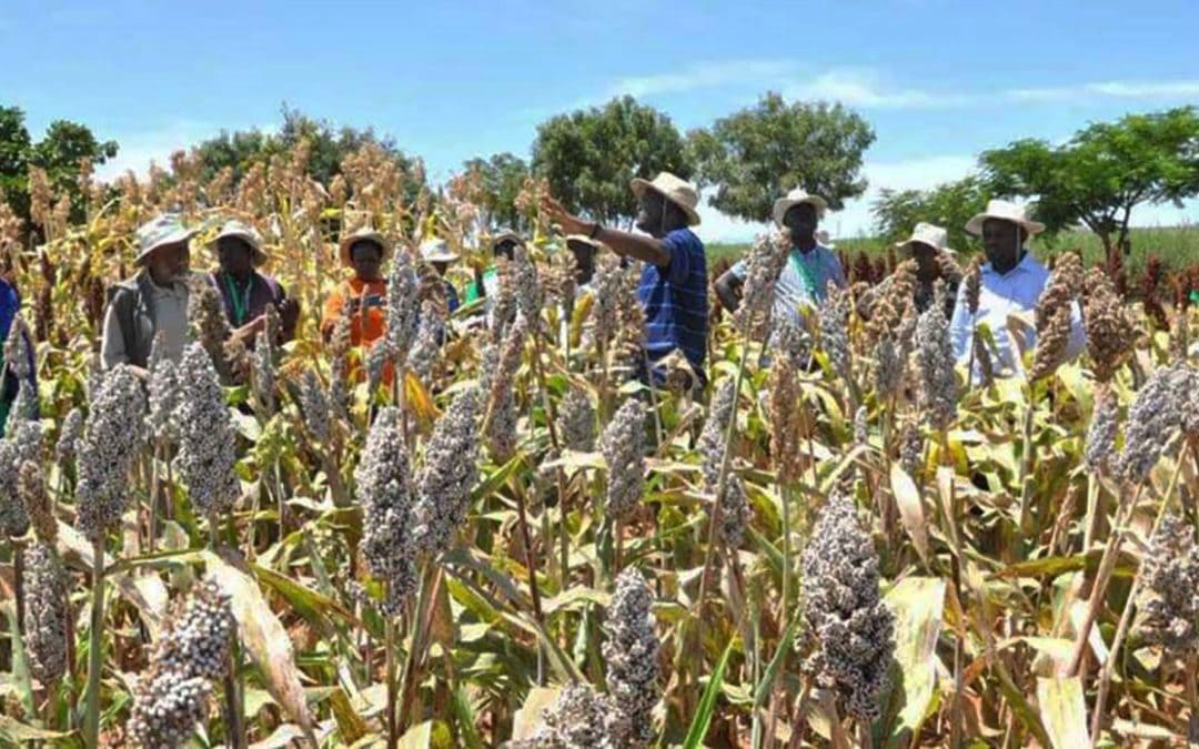 An agri-food system innovation in Kenya? Will smallholders be the winners?