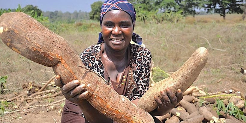 A farmer with an improved cassava variety