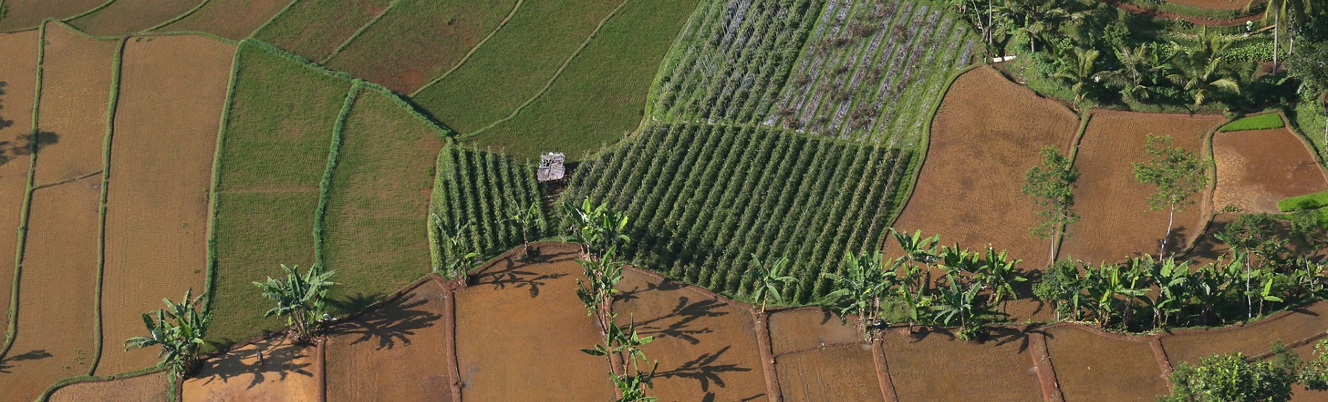 81c1867d-aerial-view-cifor-banner.jpg