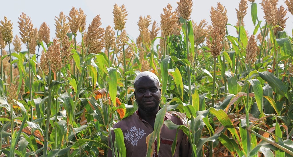 Breaking barriers to uptake of improved sorghum in Burkina Faso, one social media post at a time