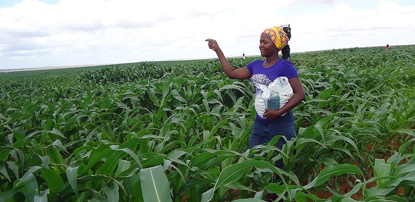 Application of Aflasafe KE01 on a maize field by Sarah Chughu. (Photo: U Mutuku/IITA)