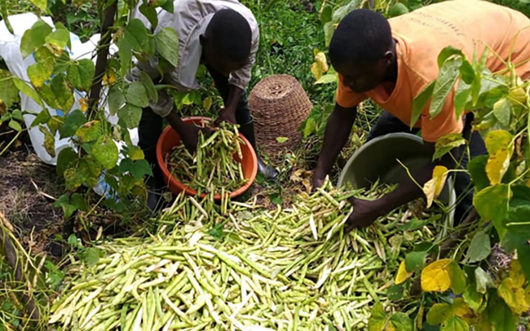 Graduate scaling great heights growing climbing bean in Uganda