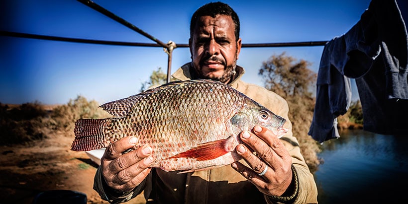 Nile Tilapia caught in Lake Nasser, Aswan, Egypt