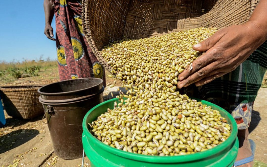 Legumes: a climate-smart option to address Africa’s dependence on costly food imports