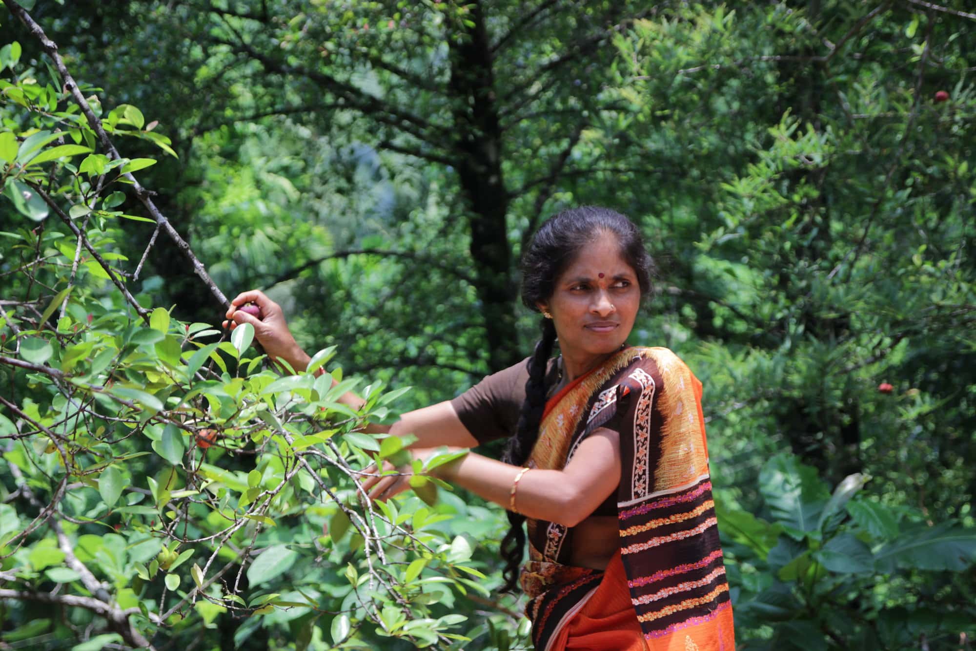 Picking garcinia indica from trees in the forest near local village of Western Ghats, India