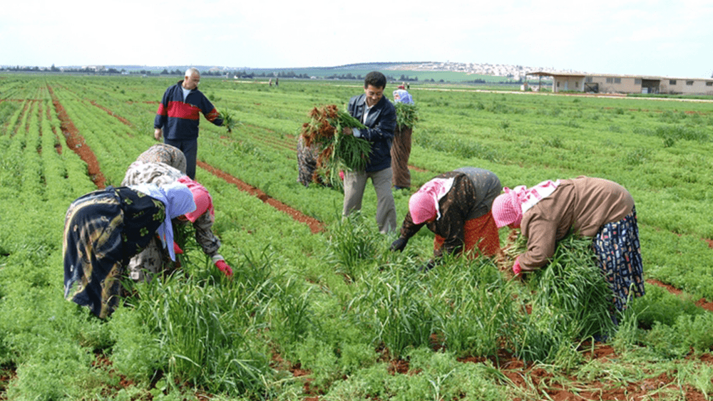 How male outmigration affects women’s roles in dryland agriculture