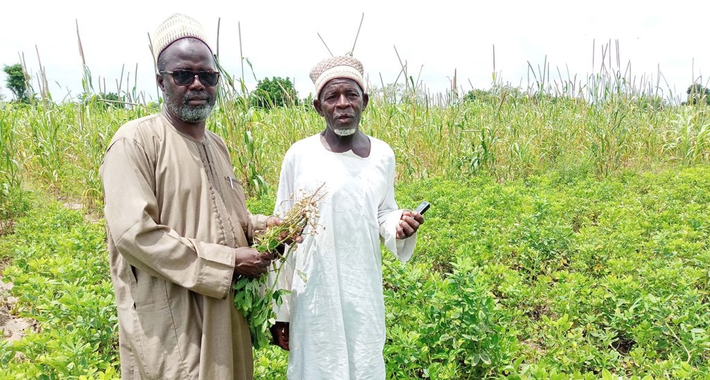 Revival of groundnut production continues to change lives of smallholder farmers in Northern Nigeria