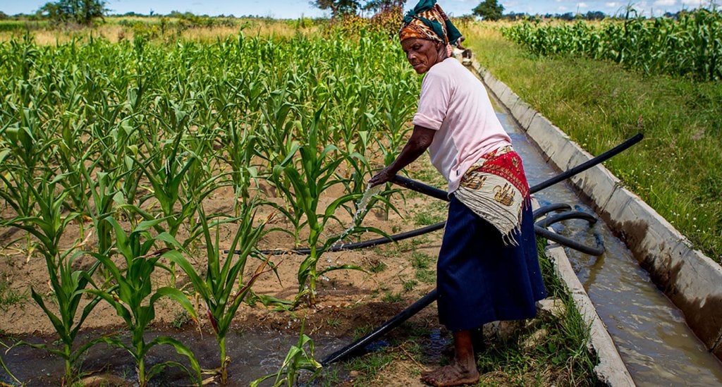 Zimbabwean farmer irrigates her field. Photo: A Van Rooyen, ICRISAT