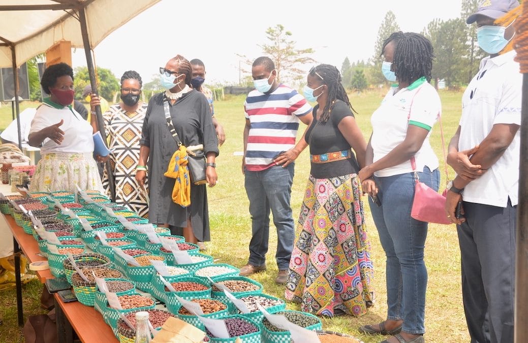 Upscaling Climate Smart and Nutrition Sensitive Beans and Finger Millet in Uganda