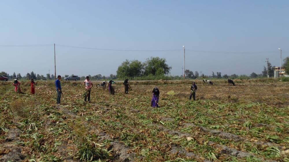 Farmers in field