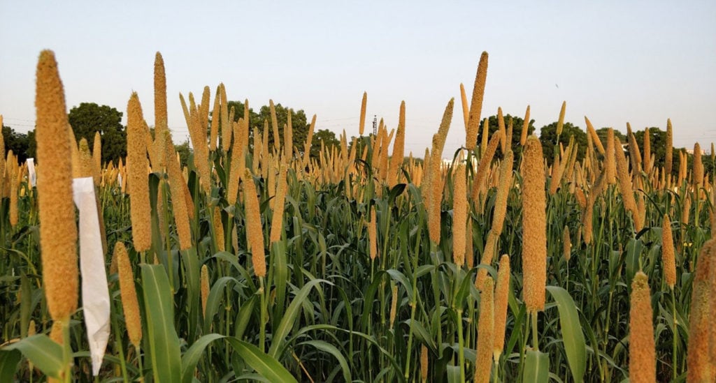 HHB 67 Improved 2-7 is a second cycle improvement in a popular pearl millet hybrid. Photo: Rakesh Srivastava, ICRISAT