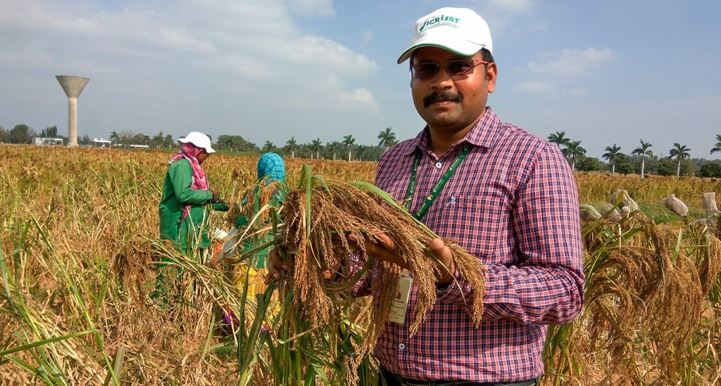 Dr Vetriventhan in a little millet field at ICRISAT. Photo: Venugopal R, ICRISAT