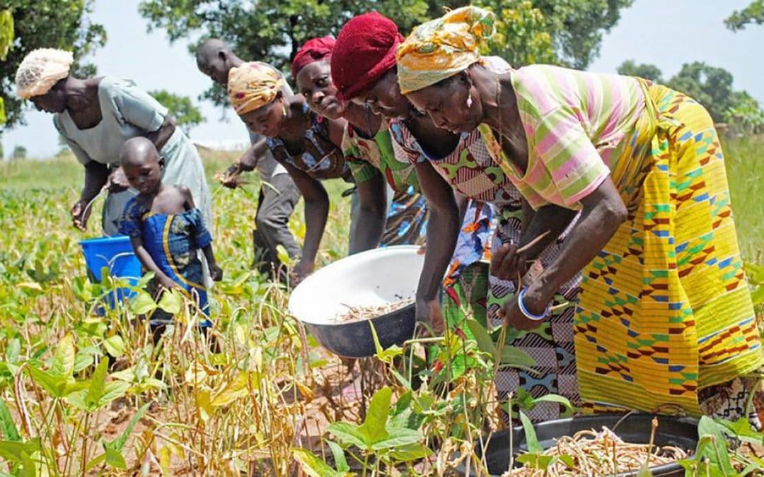 Featured image: A farming household harvesting from their cowpea field. (c) International Institute of Tropical Agriculture (Flickr).