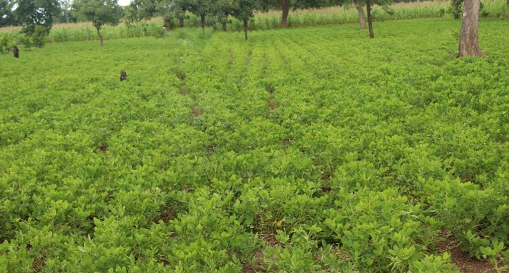 Ghana farmers’ group raises groundnut yield five-fold with improved varieties, breaks three-decade productivity barrier