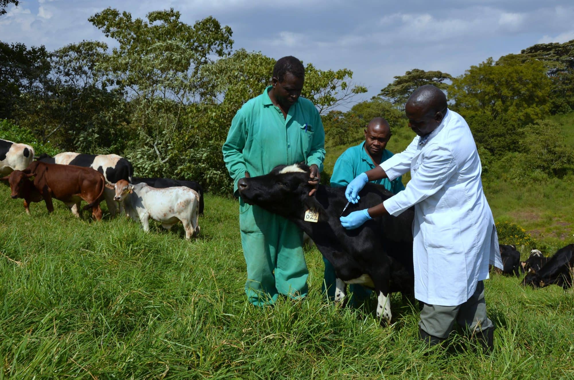 ILRI is working towards more effective livestock vaccines (photo credit: ILRI/Paul Karaimu)