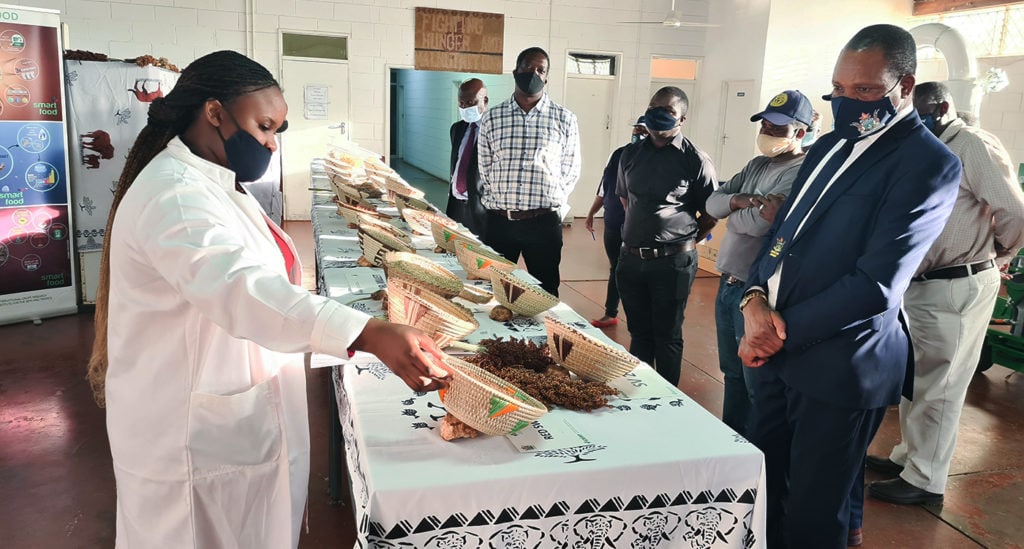 ICRISAT staff show the Minister different crop varieties. Photo: ICRISAT