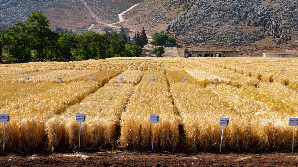 Wheat field at Terbol Station, Lebanon (Michael Major, Crop Trust)