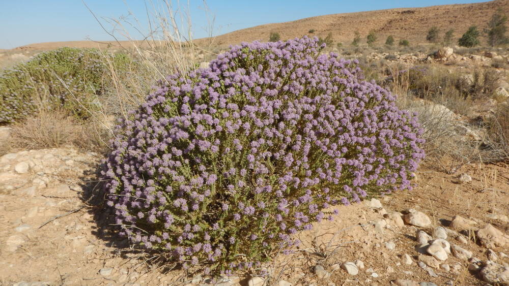 Thymbra capitata (L.) Cav or Thyme in Tunisian rangelands