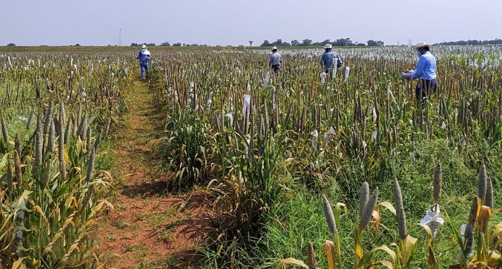 Public and private sector scientists pick pearl millet material for their breeding programs