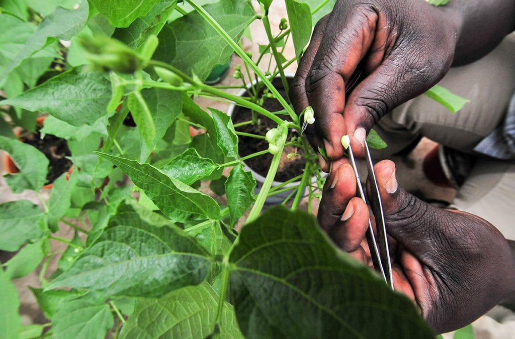 New common bean varieties to benefit African women and children