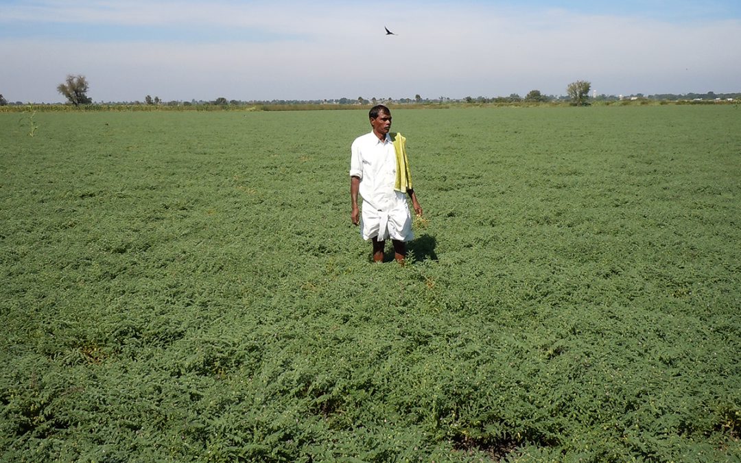 Can India sustain high growth of pulses production?