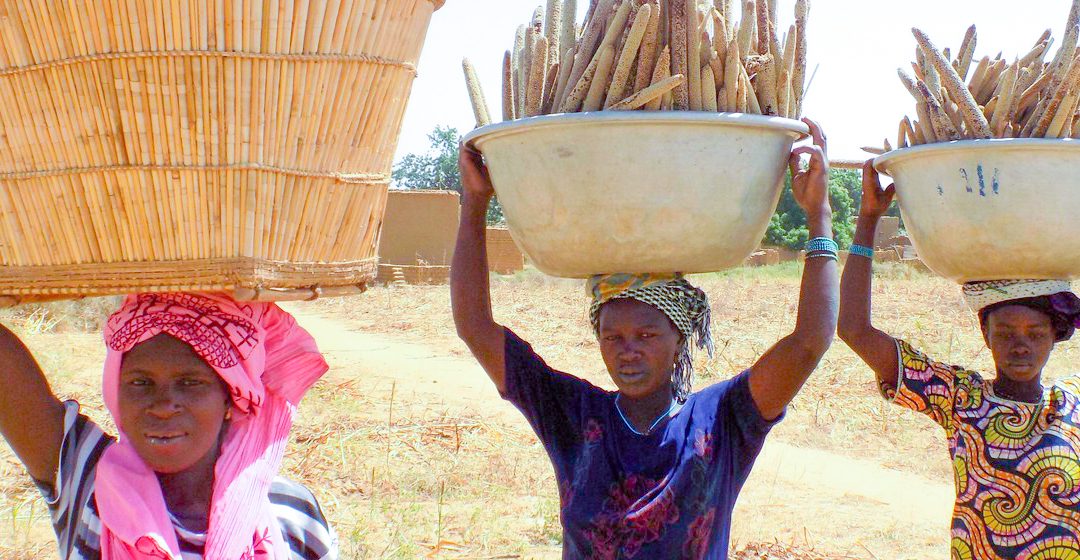 Millets prove tasty solution to climate and food security challenges (ICRISAT)