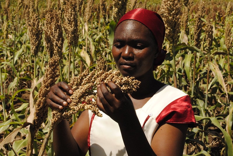 In Mali, ICRISAT will develop new crop varieties that meet the requirements of the population