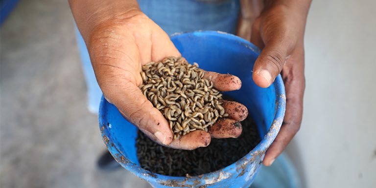 Black soldier fly larvae.