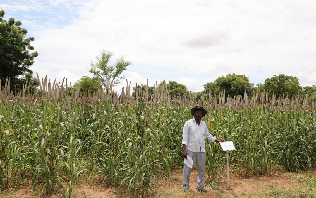 Burkina Faso releases its first pearl millet hybrid (ICRISAT)